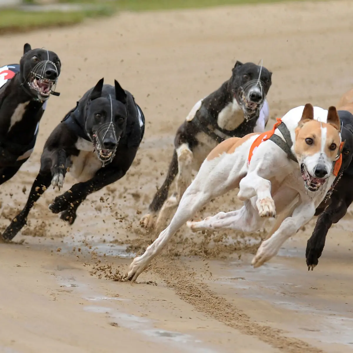 Romford Romford Race Tickets Afternoon Lunch Tuesday 7th May 2024